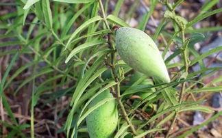 吃地梢瓜,探寻民间美味与养生之道