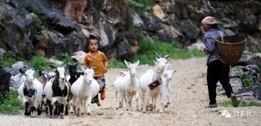 放羊头吃瓜,探寻乡村生活的诗意画卷
