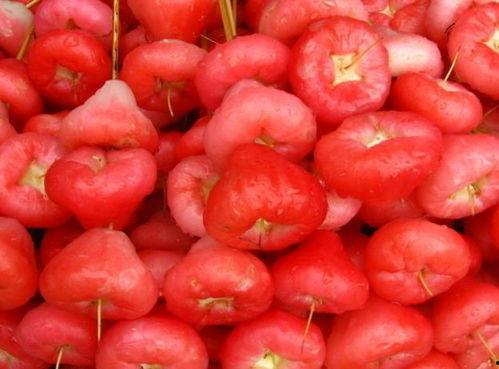 莲雾吃瓜小说,一场穿越时空的奇幻爱情之旅