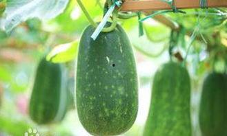 番禺吃瓜的地方,探寻番禺特色吃瓜胜地