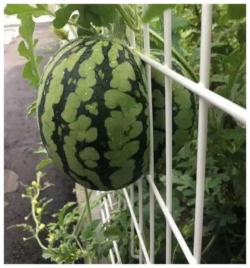 吃瓜无念花,探寻心灵宁静的旅程