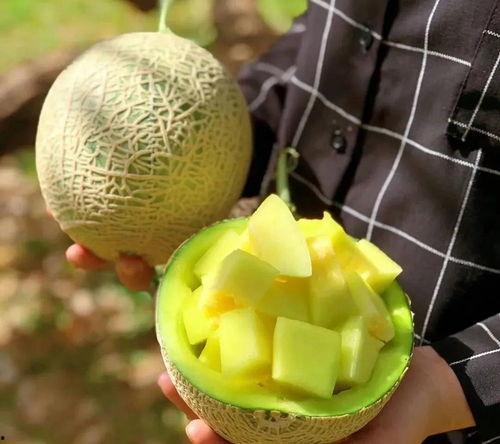 玫珑瓜是日本瓜吗怎么吃,日本瓜珍品——玫珑瓜的食用指南