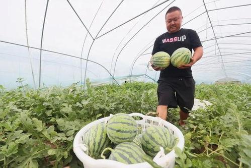吃瓜有瓜田,揭秘那些年我们错过的瓜田传奇