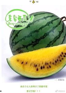 集梦户外吃瓜,一场别开生面的吃瓜盛宴