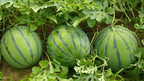 可乐视频吃瓜,揭秘娱乐圈幕后故事