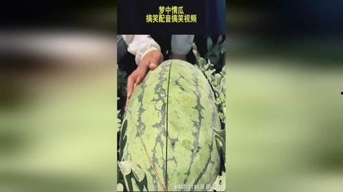 吃瓜赠瓜搞笑视频大全集,欢乐无限