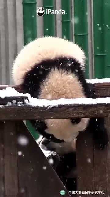 吃瓜小熊肥猫,揭秘娱乐圈的幕后故事