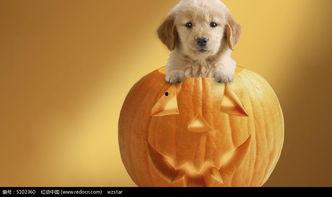 小狗吃瓜 猜谜语,瓜中藏宝——趣味猜谜之旅