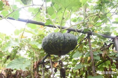 蓝牙吃瓜曲君落,揭秘蓝牙音乐新潮流