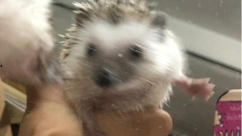 刺猬吃瓜声母,探寻刺猬与瓜果的奇妙缘分