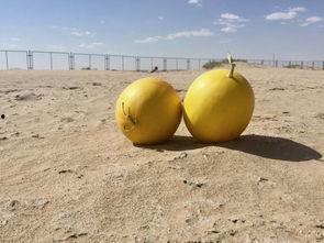 吃沙蜜瓜的好处,四大益处揭秘