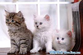 cat直播时被迫吃瓜,猫主被迫“瓜”中求生记