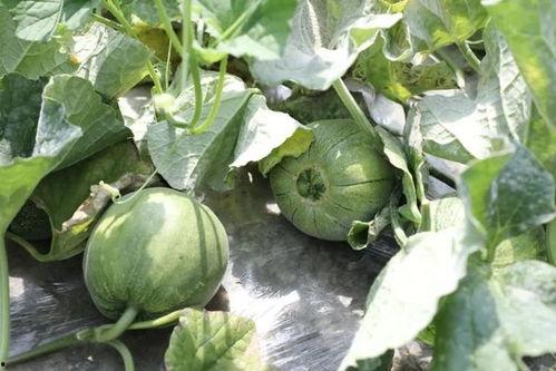 叶叶吃瓜,揭秘瓜果背后的故事与营养